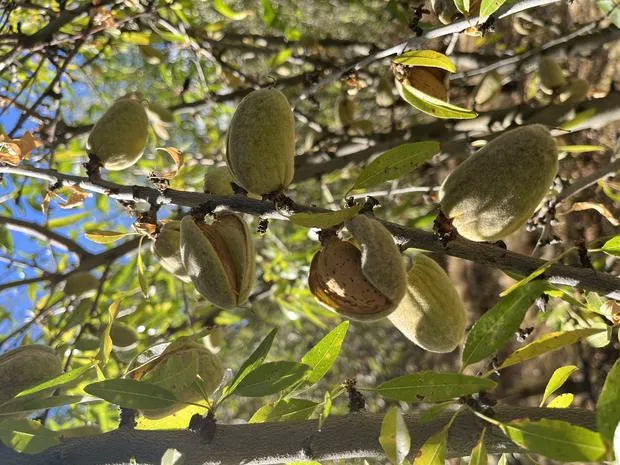 Amêndoas a abrir no ramo
